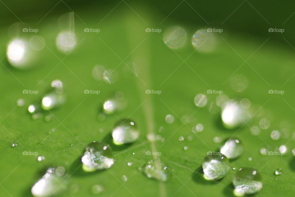 glittering water droplets after rain