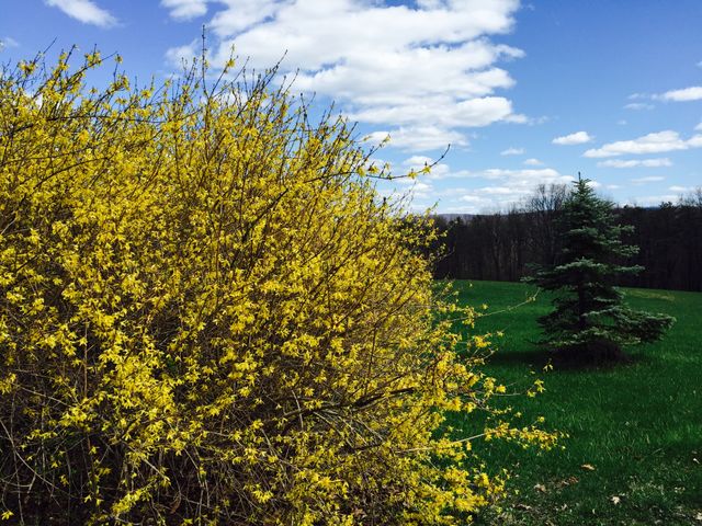 Bush of yellow