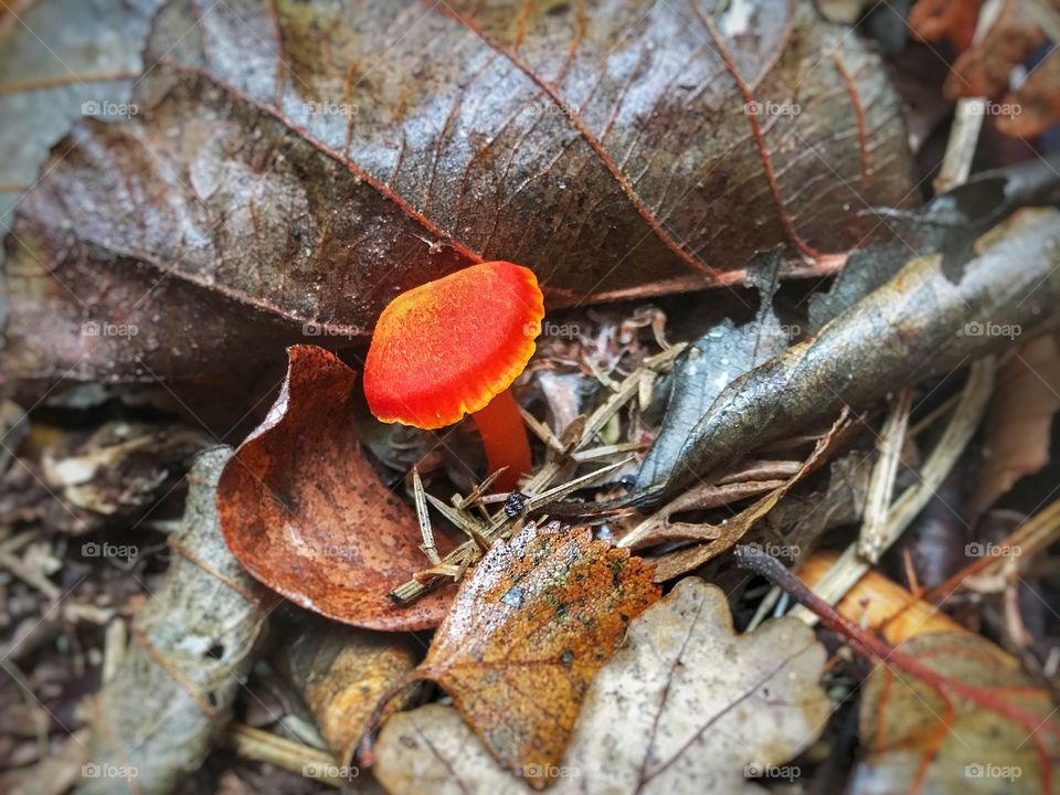 Bright orange and red tiny mushroom