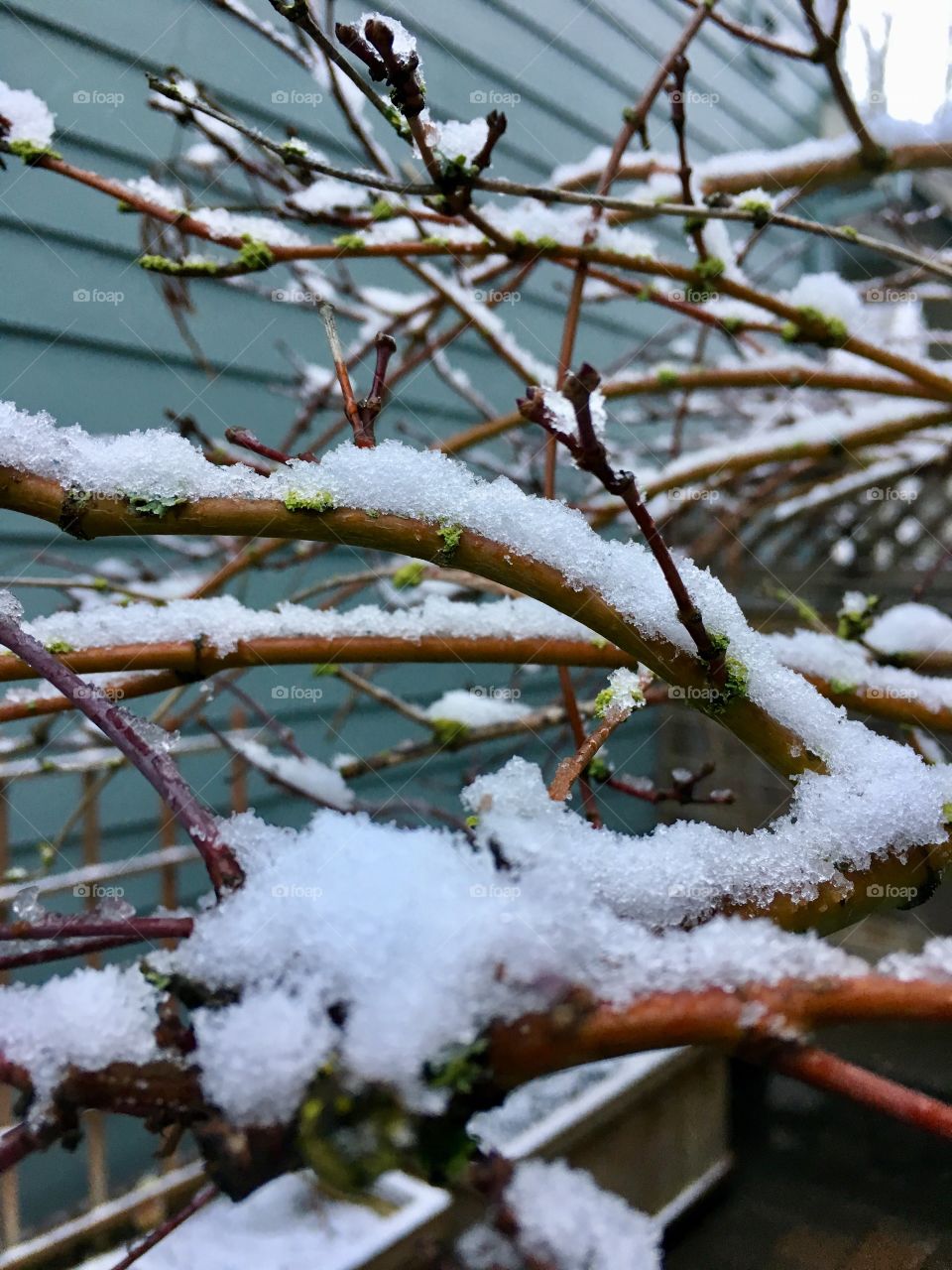 Snow on branches 2