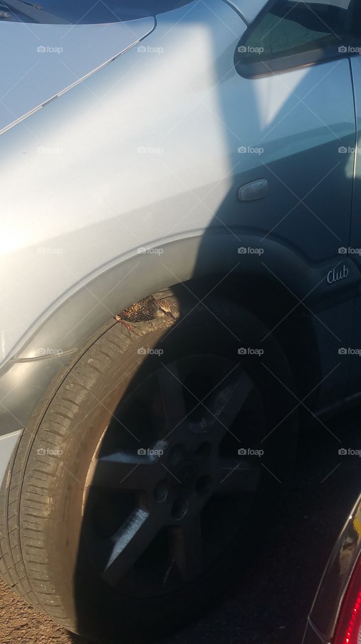 bird on a tyre