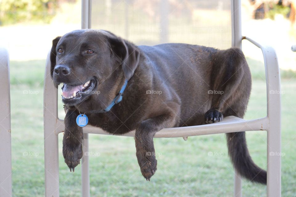 Happy fat dog laying in a chair. 