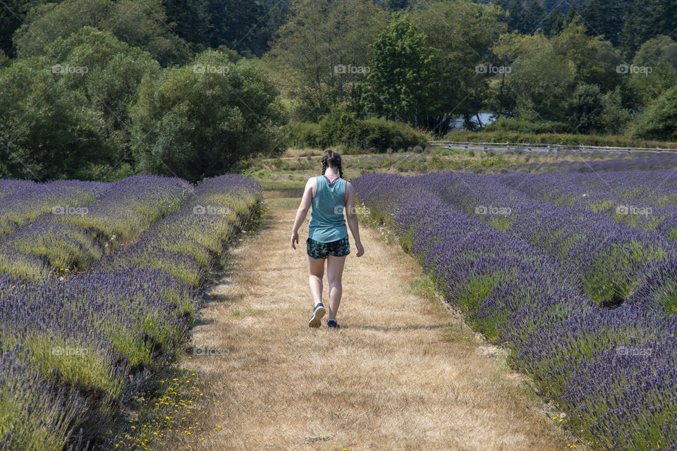 Walking through Lavender 