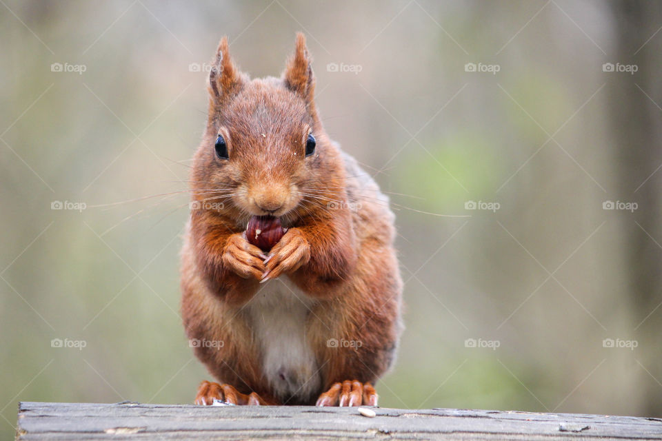 Squirrel eating a nut!