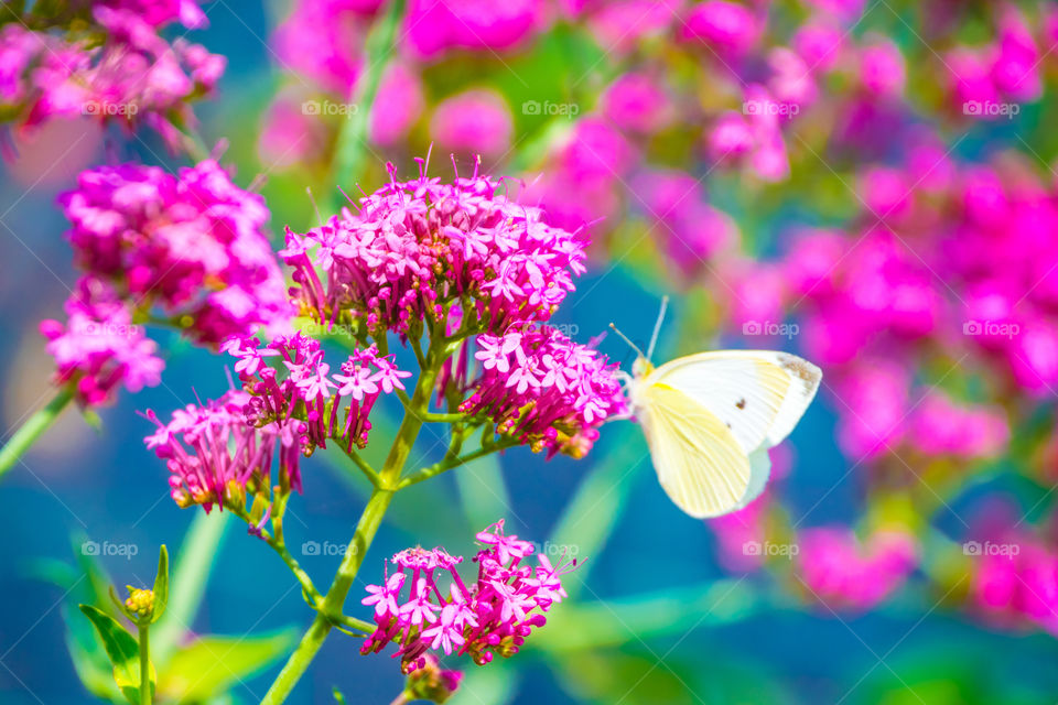 Butterfly, Nature, Flower, Insect, Summer