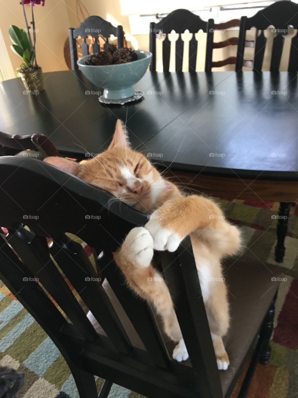 Furniture, Chair, Seat, No Person, Room