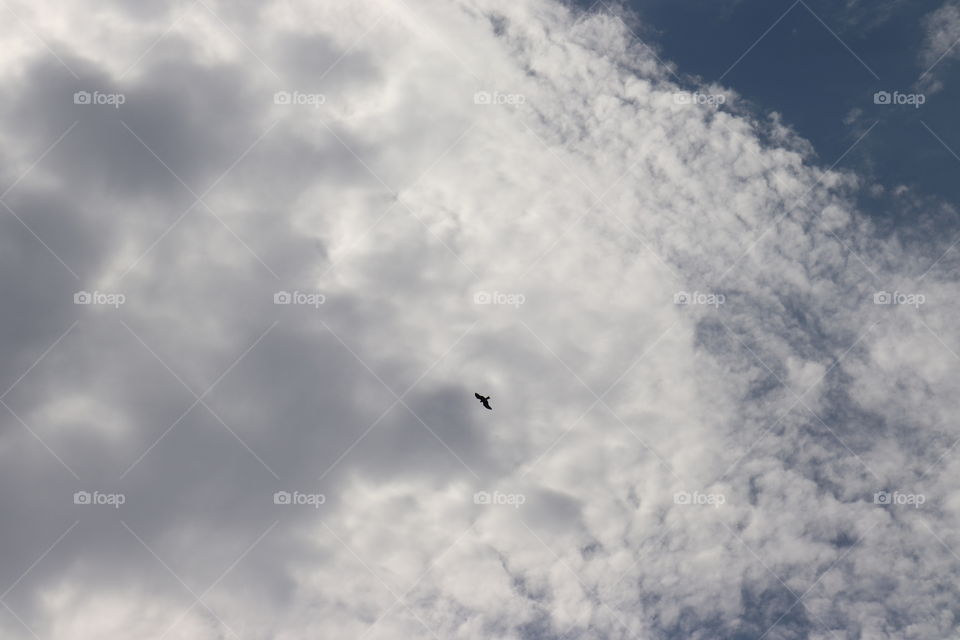 Blue sky with white clouds and a black bird