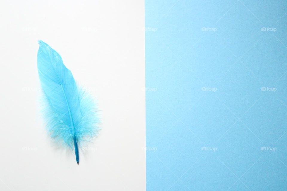 Blue feather 💙