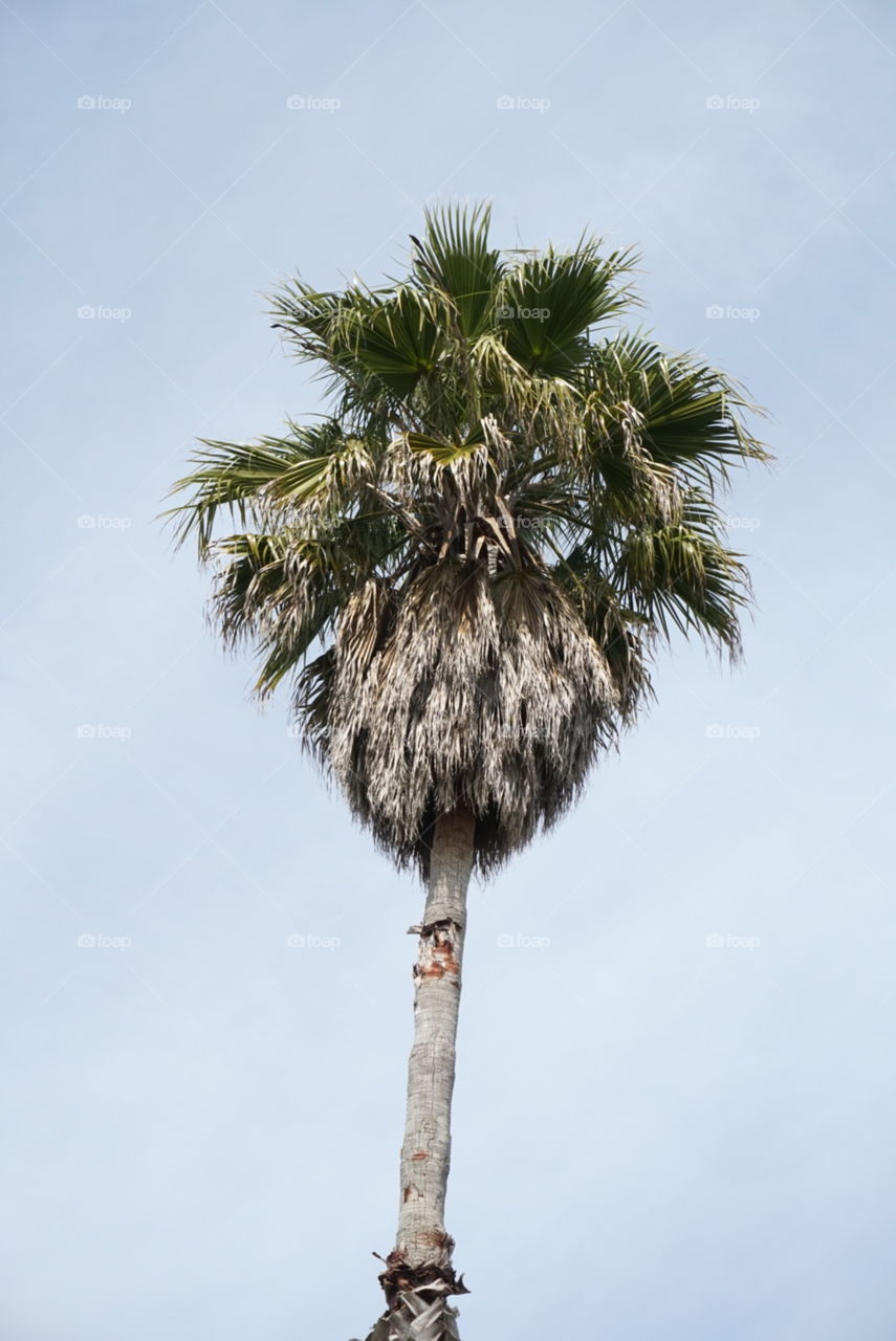 Palm tree