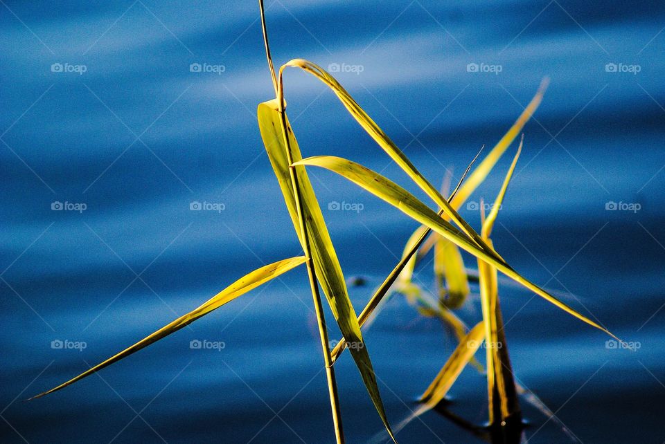 Grass on lake