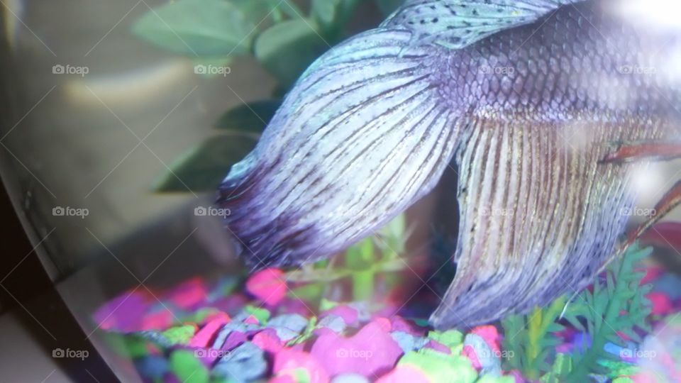 fish in hiding. the fish that refuses to have his picture taken