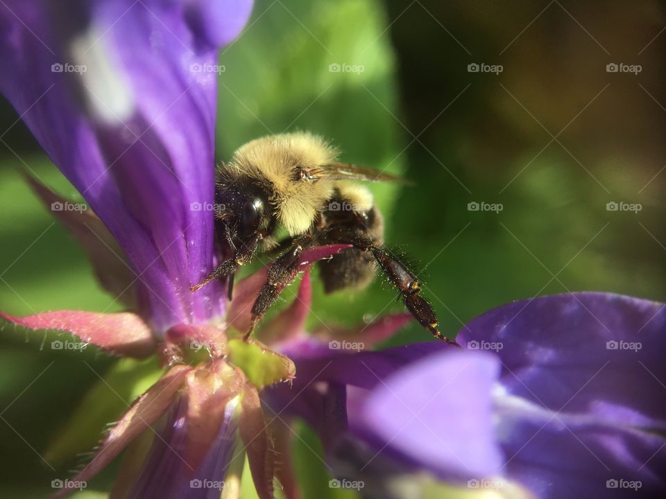 Very busy Bumblebee 