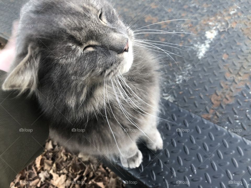 A very friendly kitty