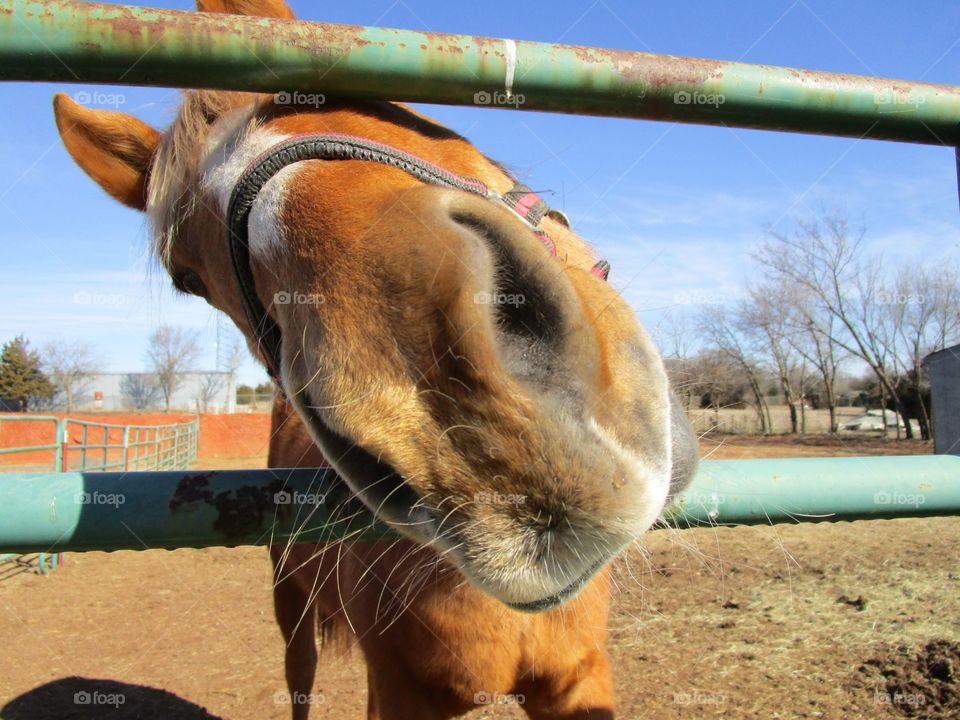 The Nose Knows. Horse "What's for dinner?"