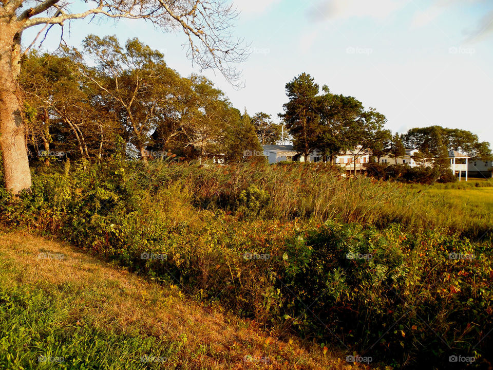 Cape cod marshland 