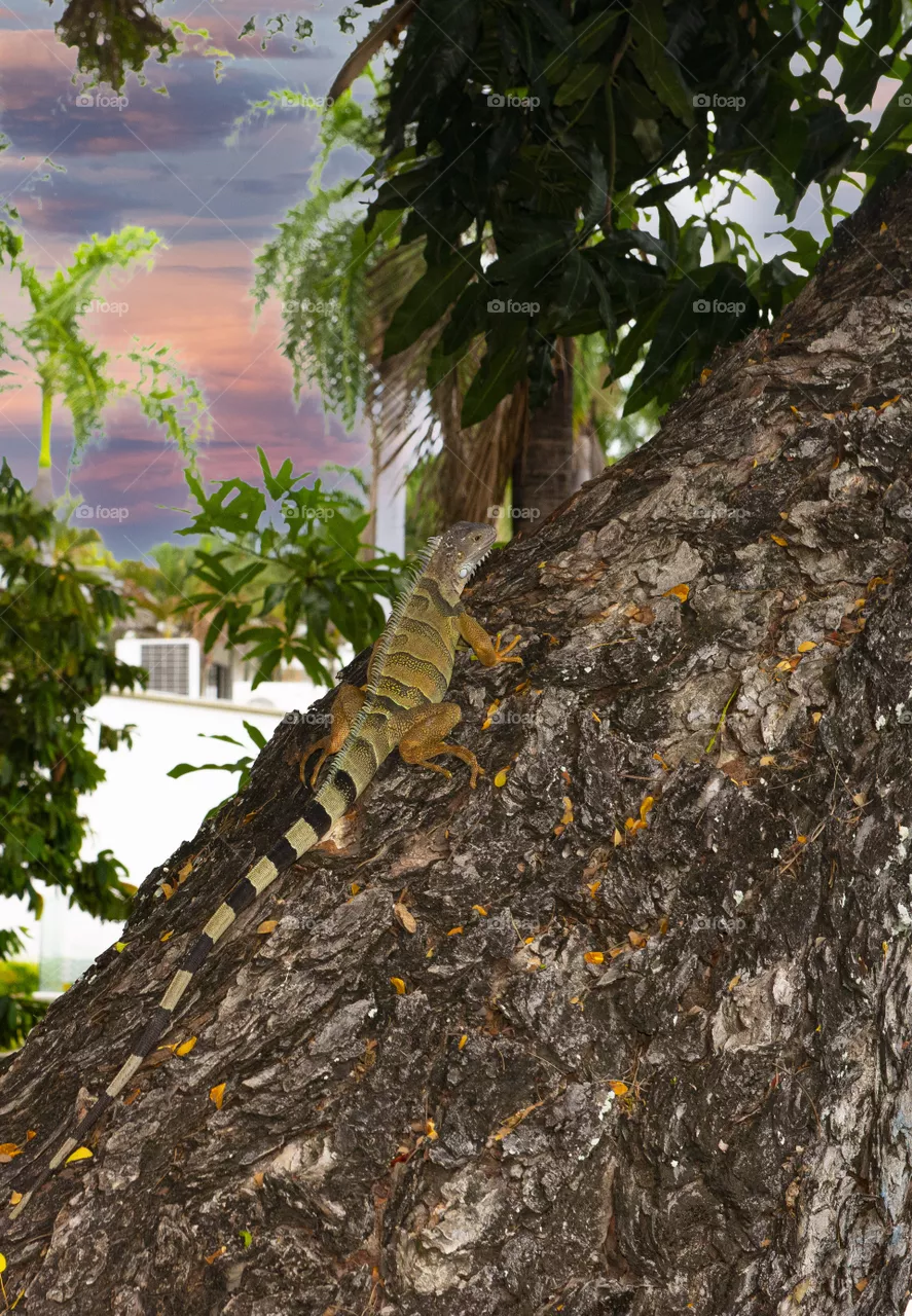 Iguana climbing up