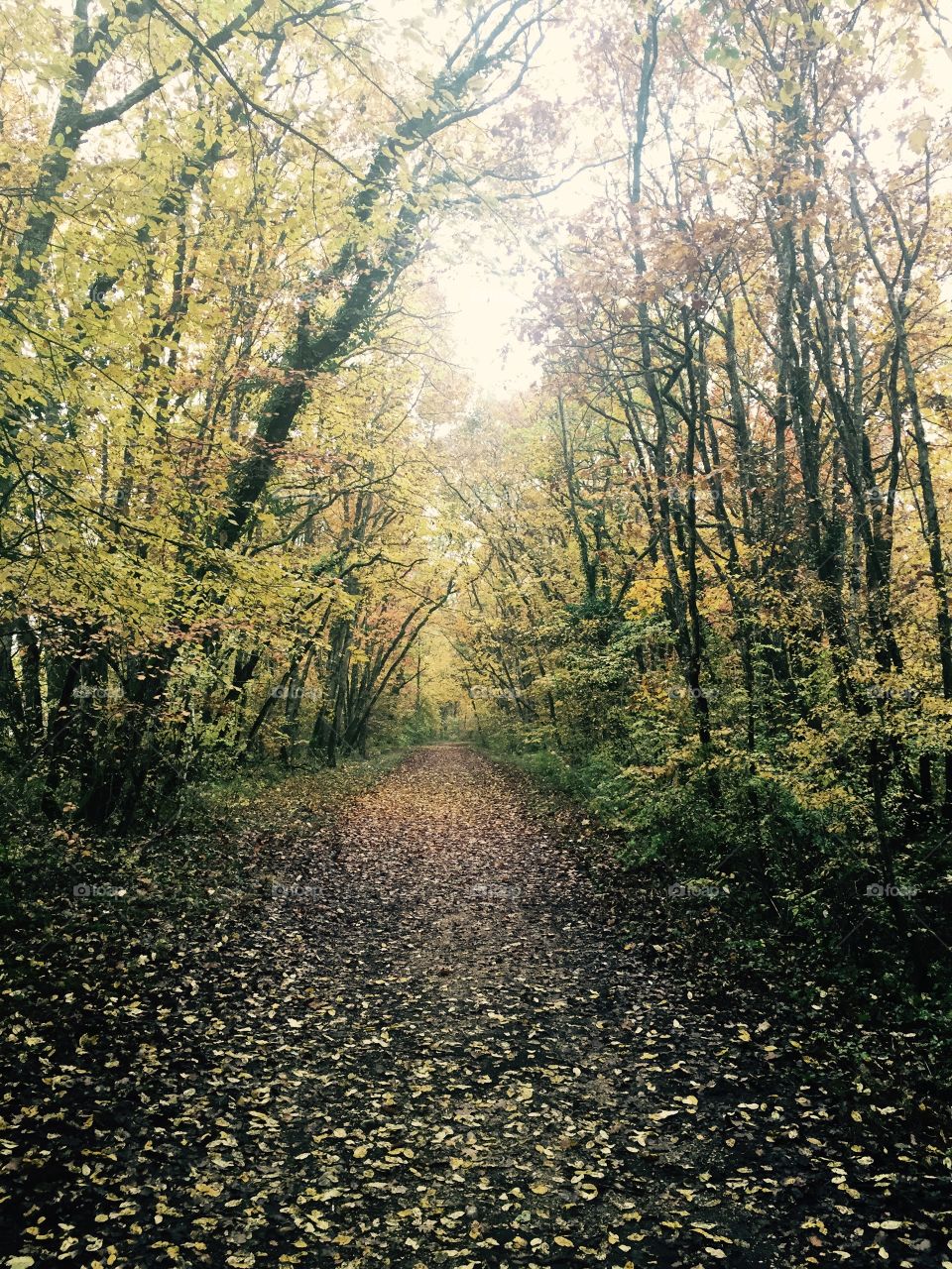 Misty walk in the woods