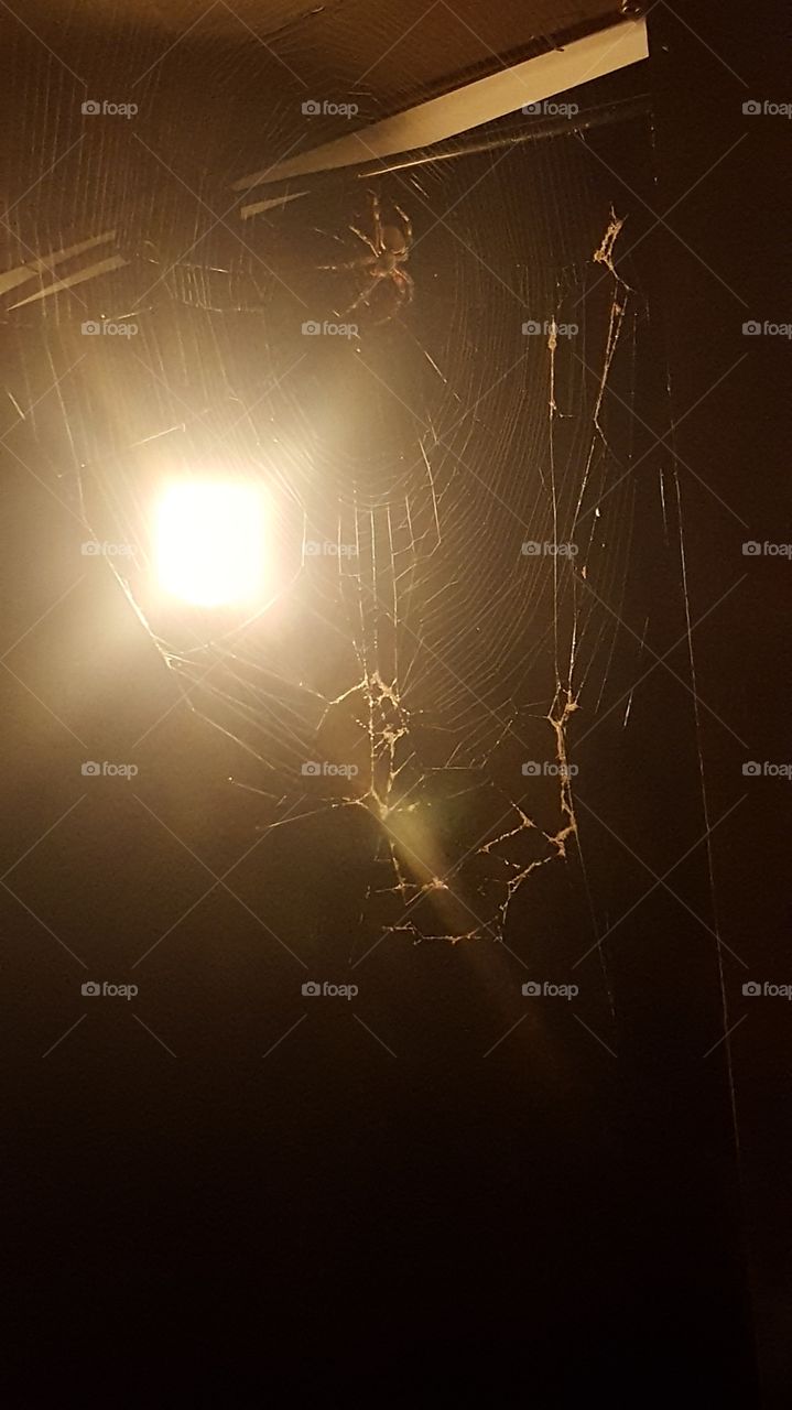 Spider with web