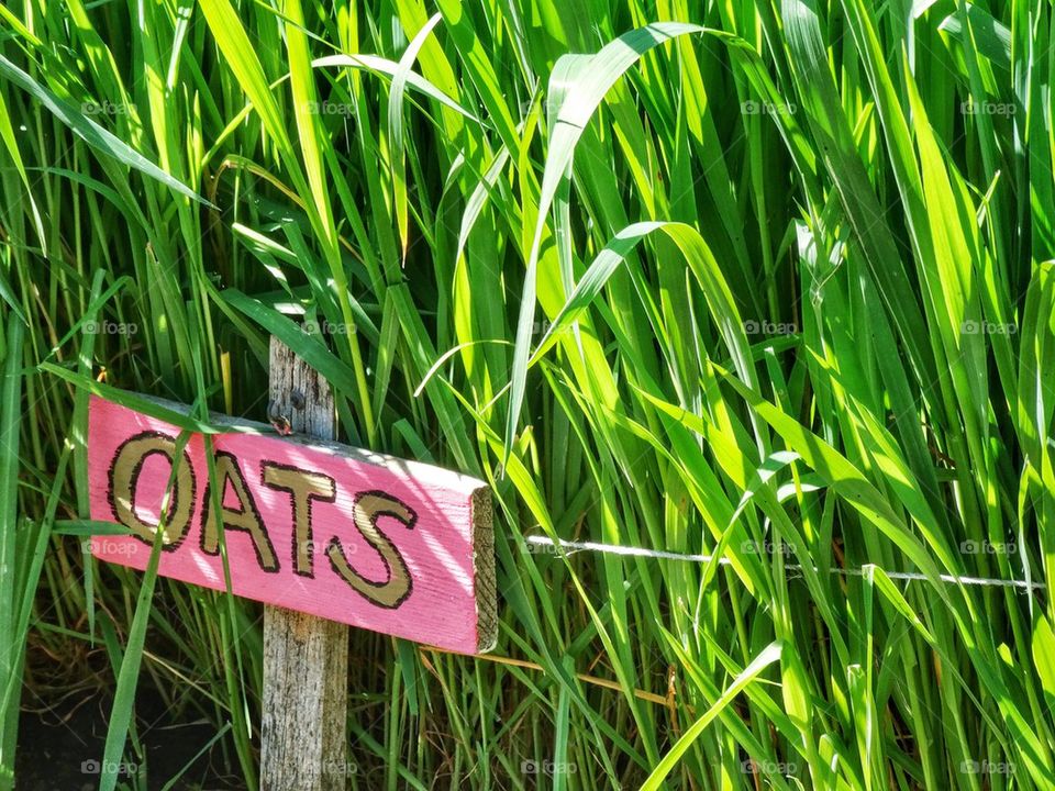 Oats In A Home Garden. Organic Home Garden

