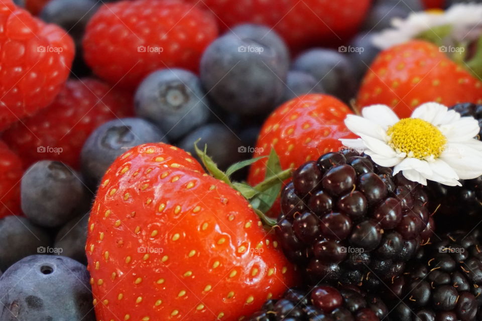 Red And Purple Berries 