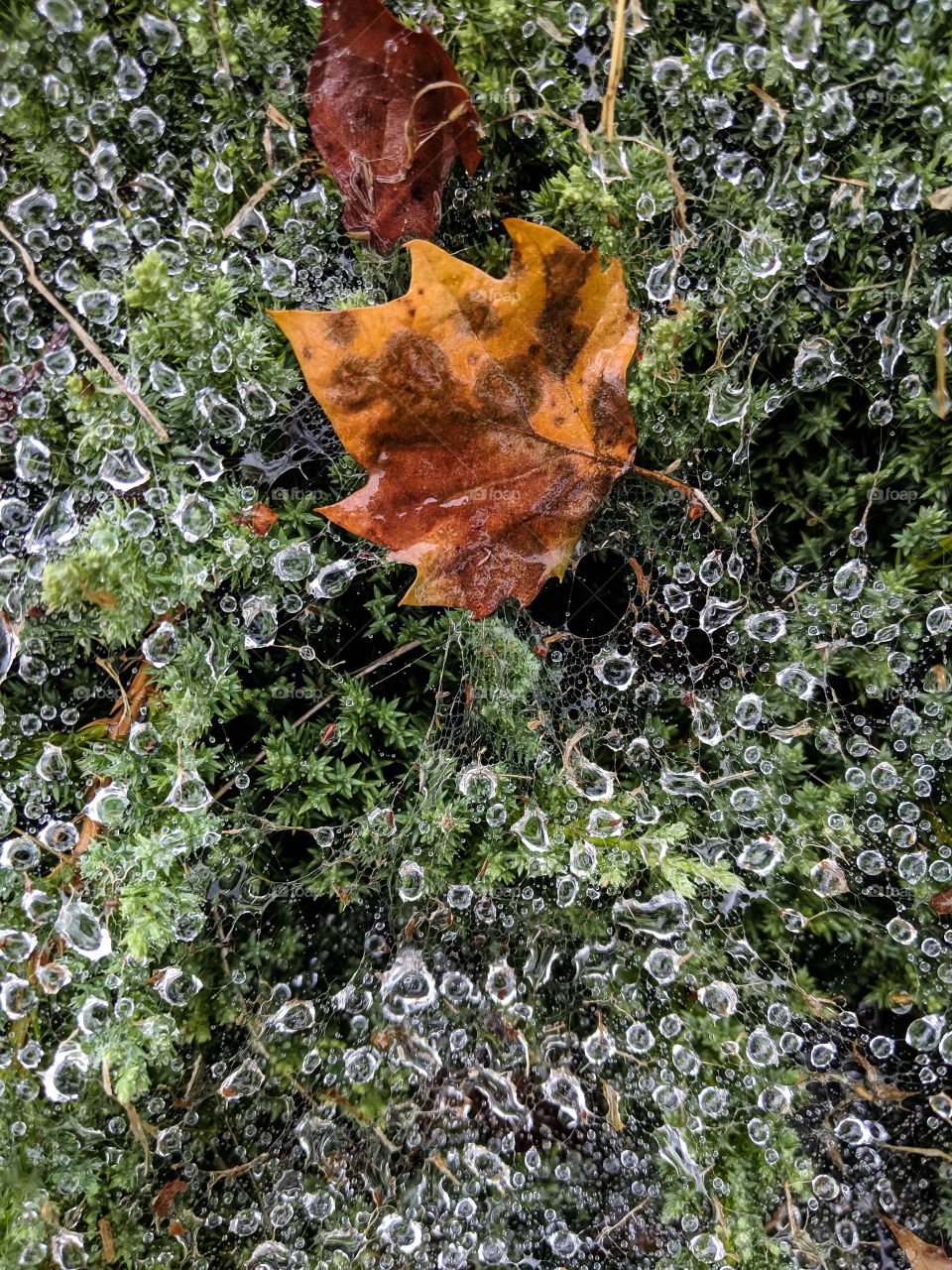 Autumn Leaf In The Waterdrops