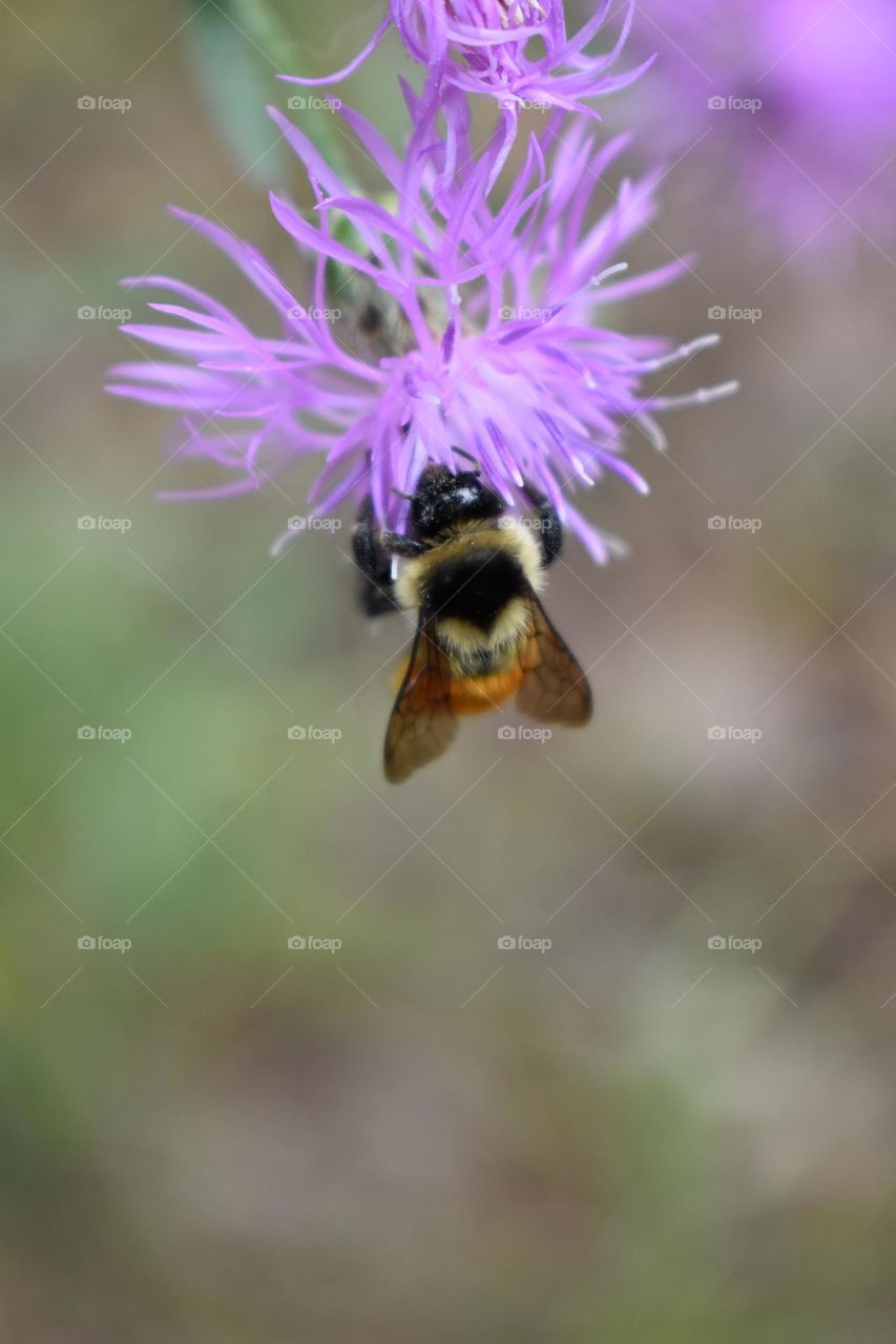 Busy bee on a pink flower