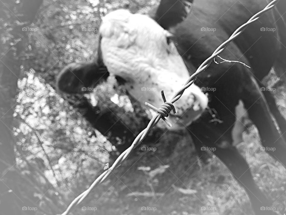 Barbed wire keeps the cows in, but can’t seem to keep prisoners in? Hmm.