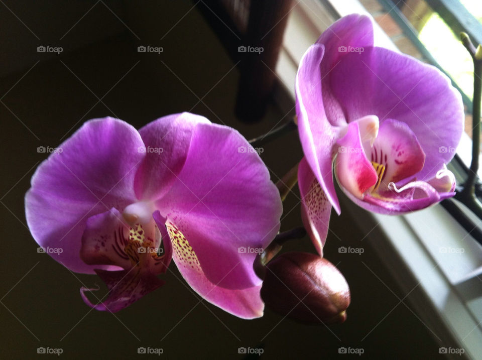 ORCHIDS
