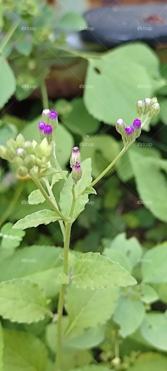 Cyanthillium