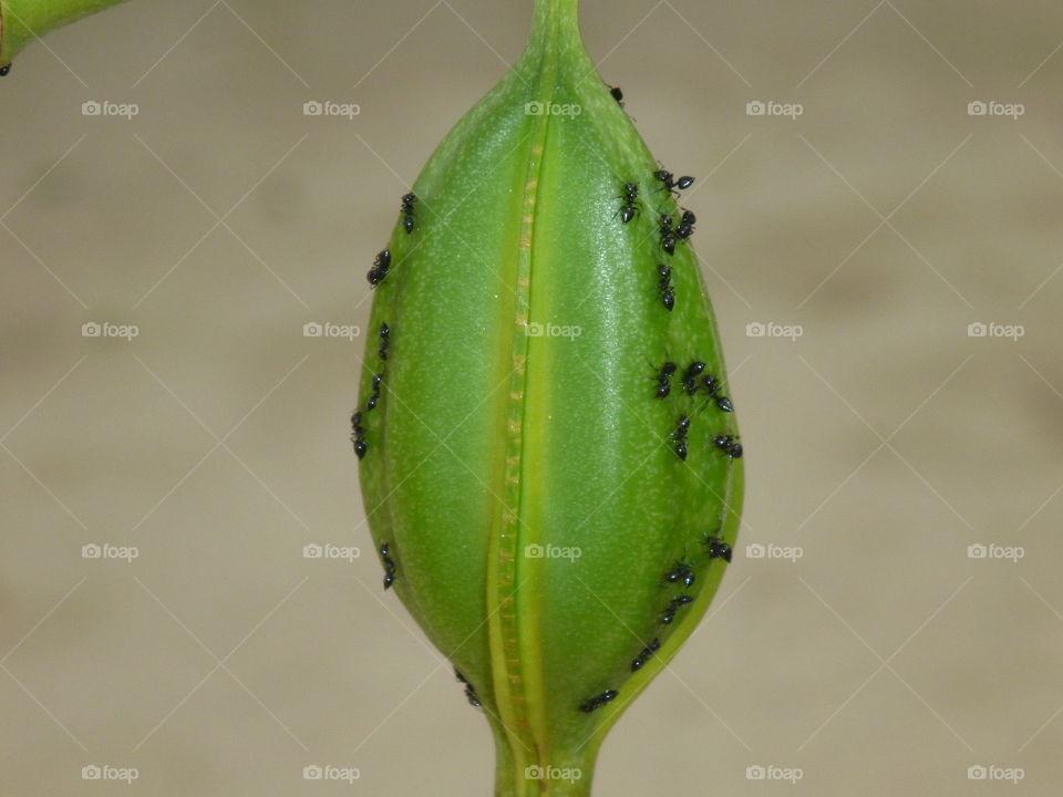 *Ant Bulb. Ants climbing an interesting plant