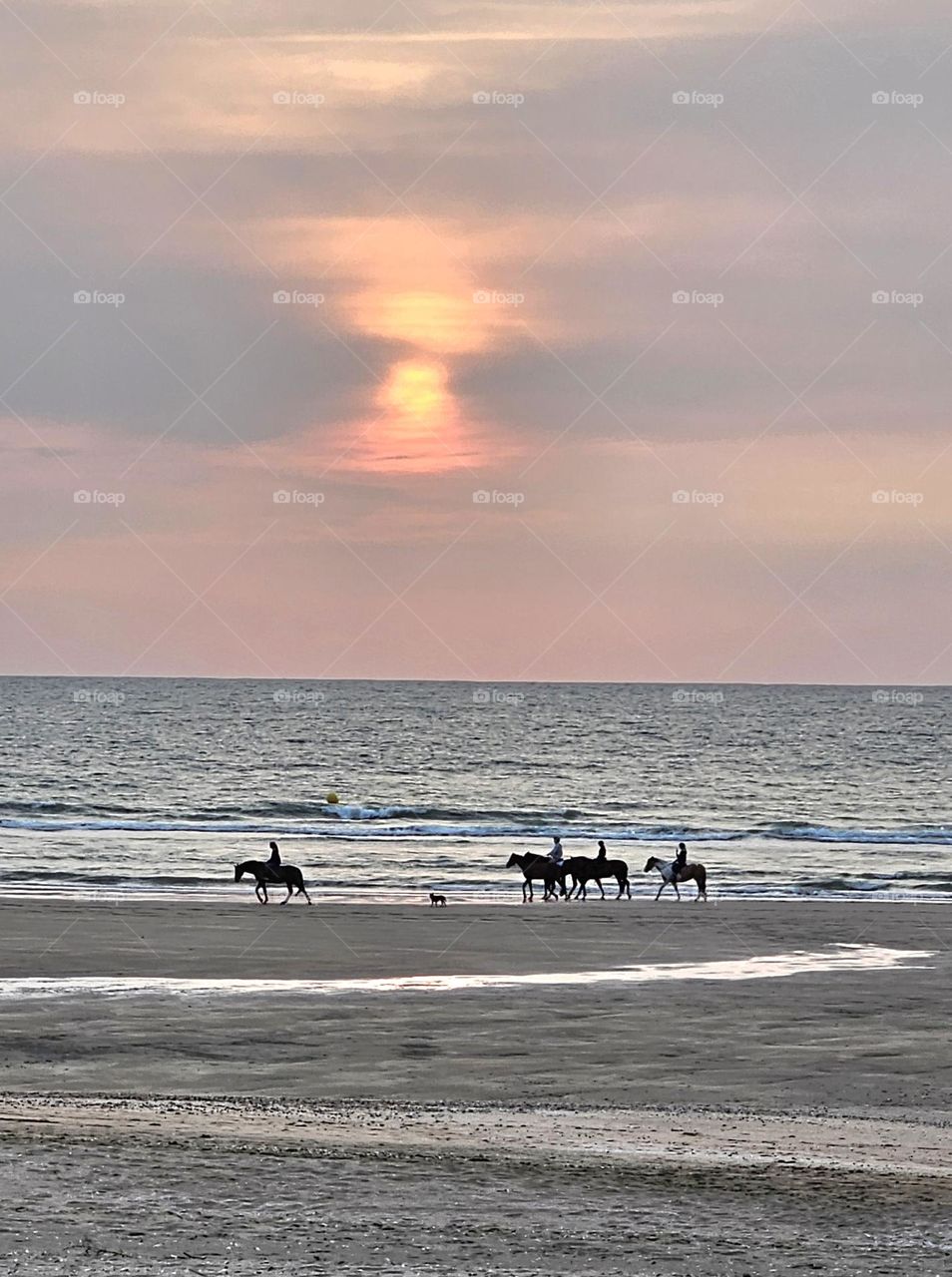 chevaux à Deauville