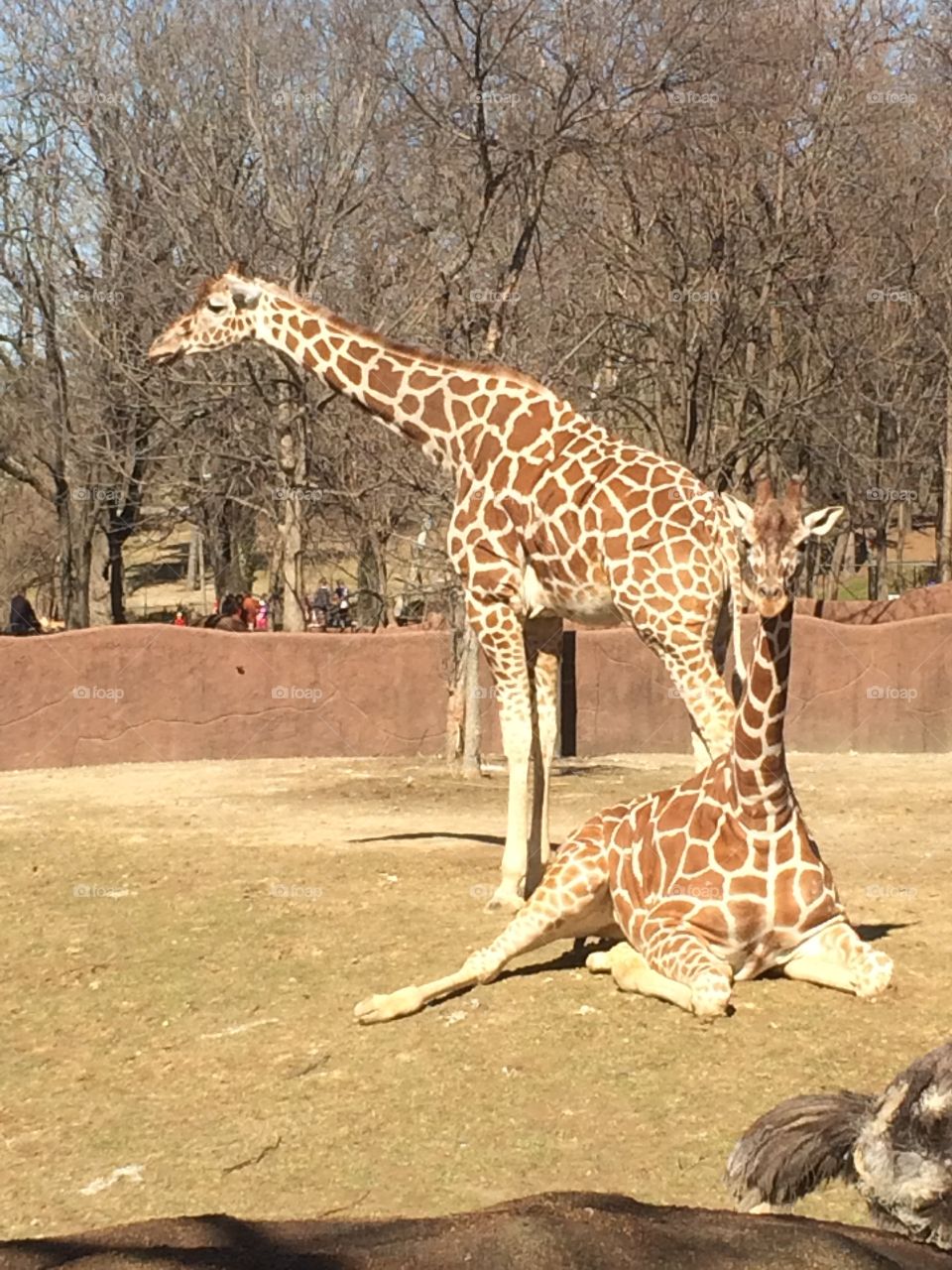 Giraffe, Wildlife, Nature, Mammal, Wild