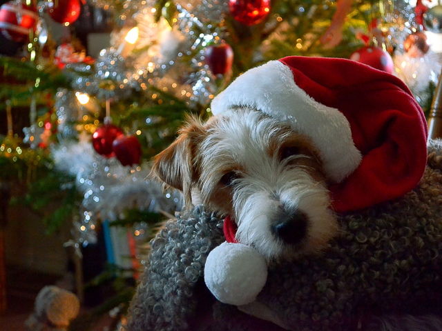 Dog in front of the christmas tree in a santa hat