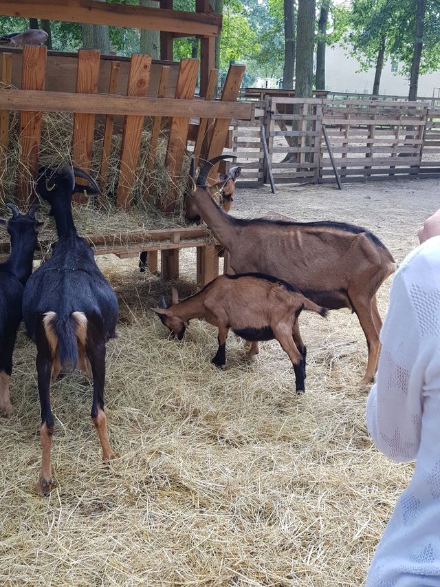 a goat and her cub