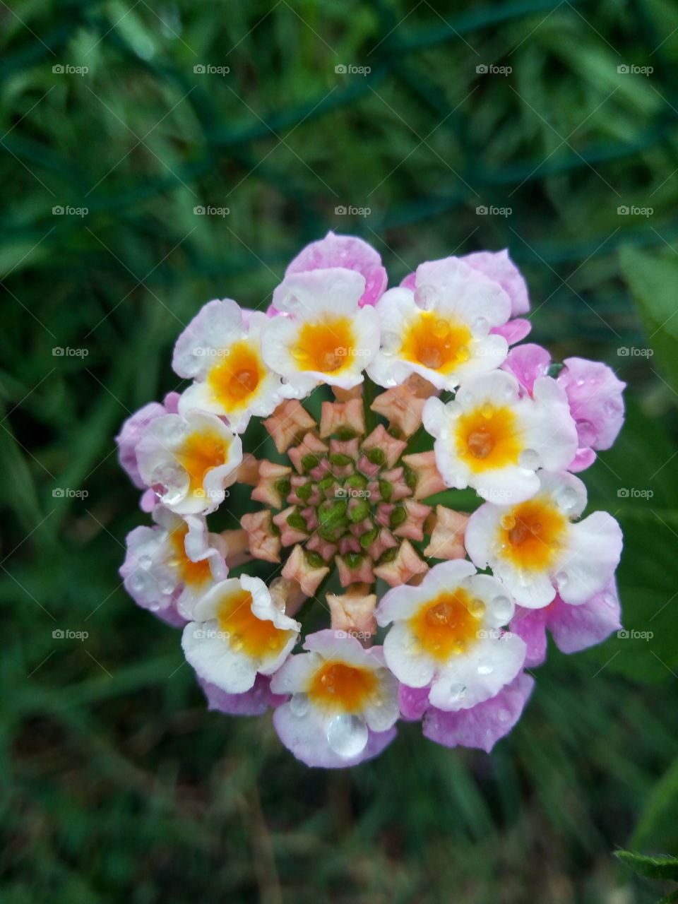 an array of tropical buds