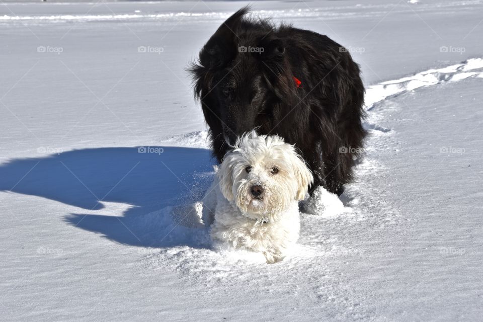 dogs in snow.