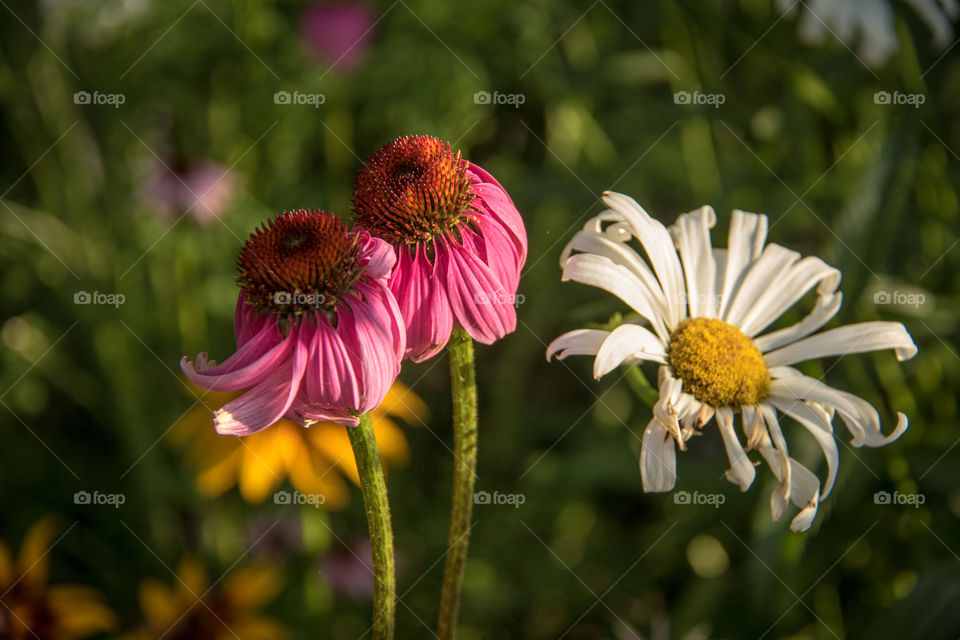 Dull pink flowers