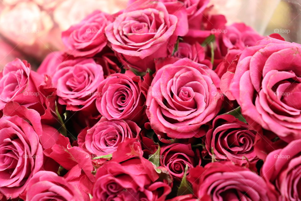 Beautiful pink roses up close in a bundle