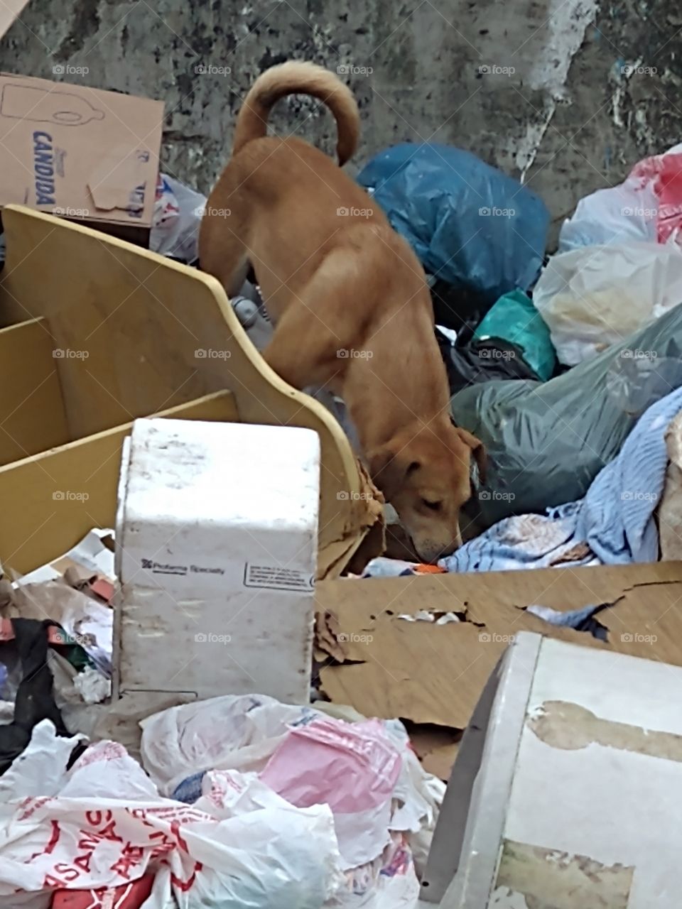 dog de favela