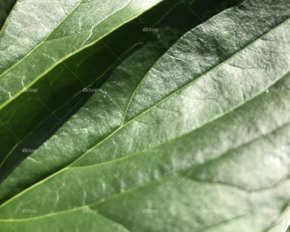 Shimmering Leaves With Shadow