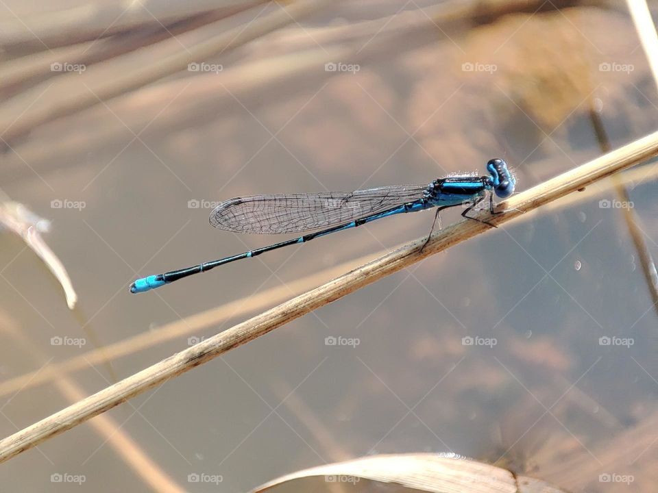 Blue Dragonfly on the river
