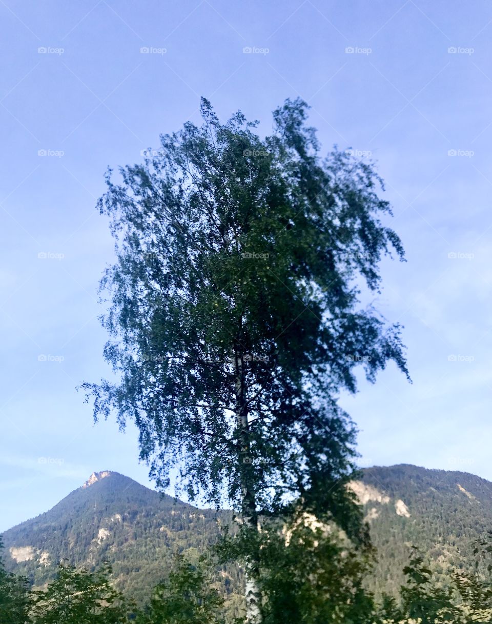 Trees around us...Mountain