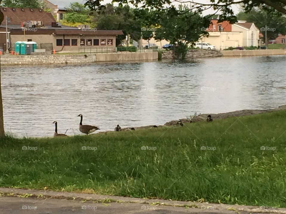 Geese by water 