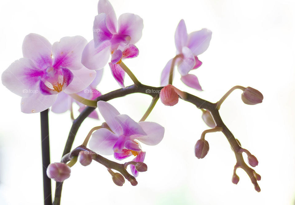 White background on white and purple flower