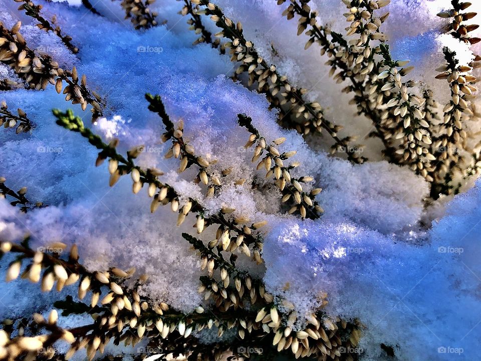 Und die Heide drängt sich durch die Schneedecke♥️