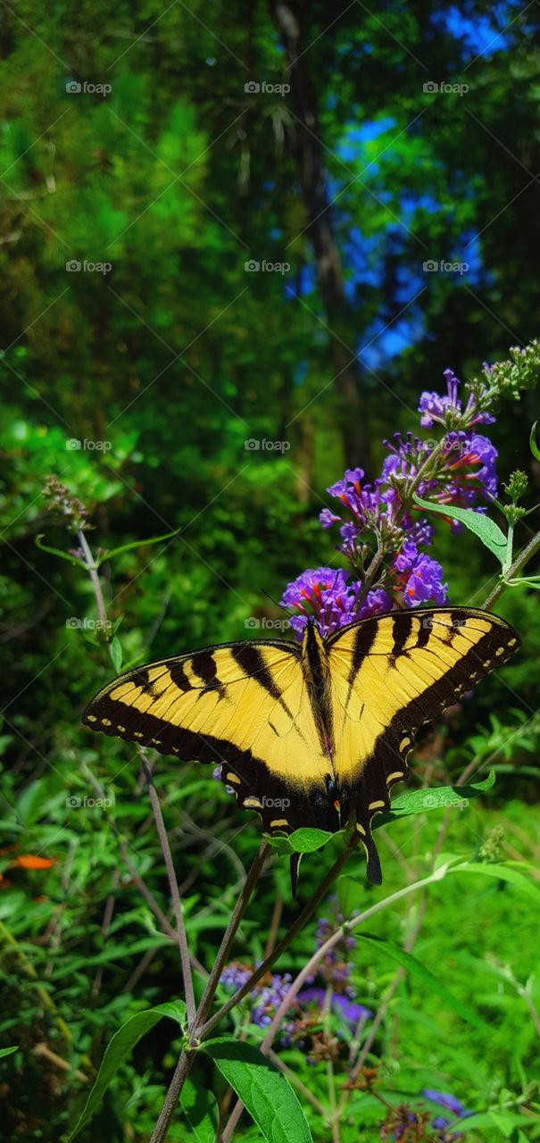 Beautiful Butterfly in the garden