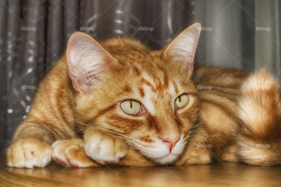 Ginger cat.