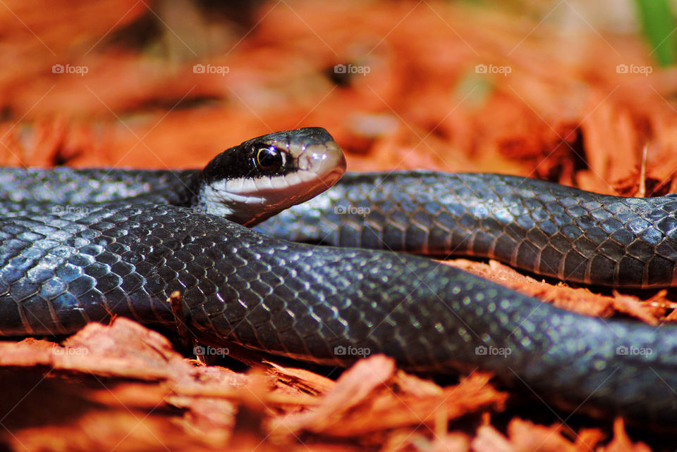 Black snakelike