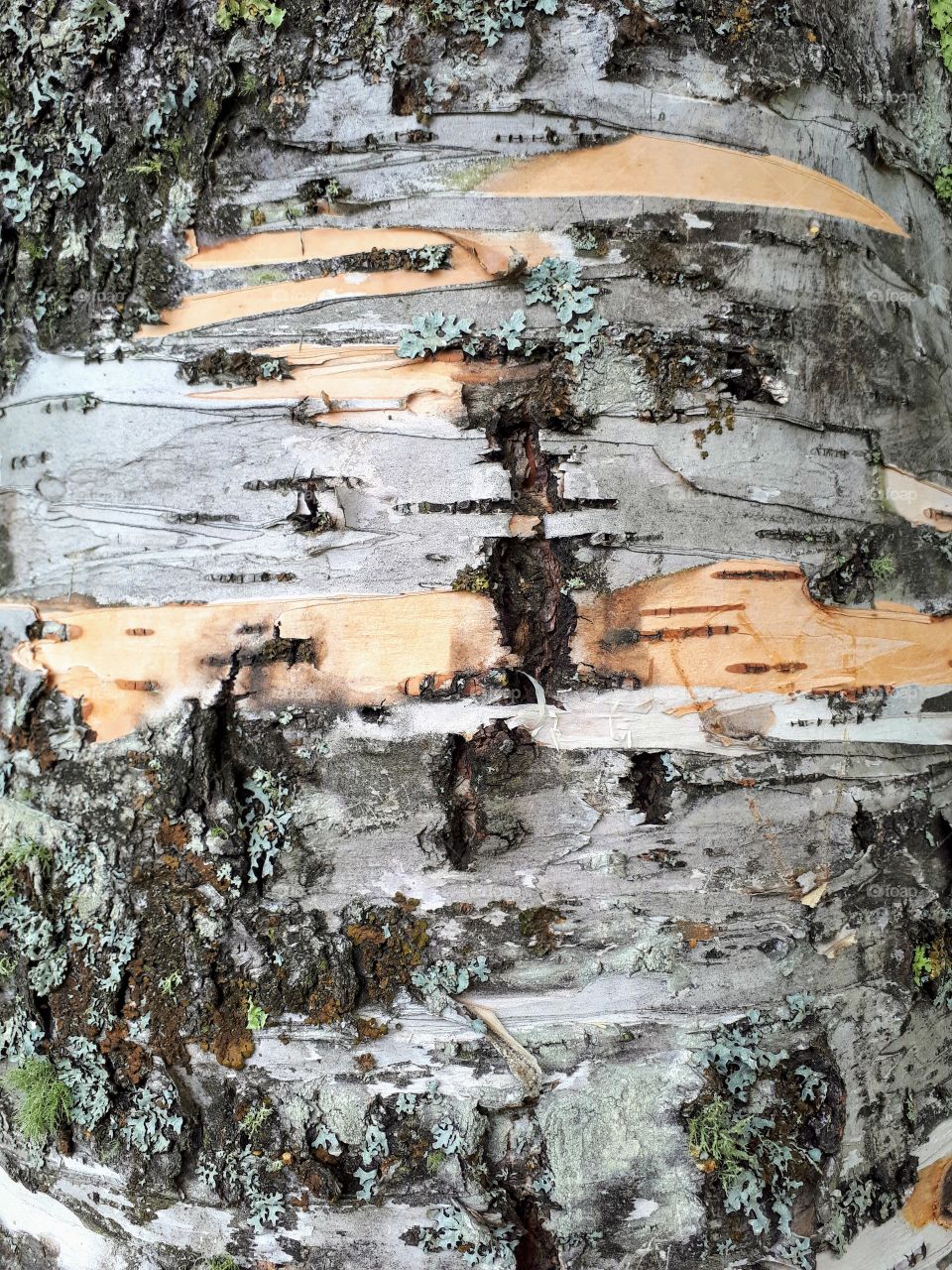 a detail of tree bark
