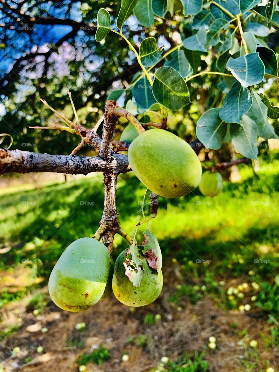 Raw and beautiful Marula fruits. It’s that season of the year at the farm. Trees are receiving good rain and busy giving us the best of their fruits.